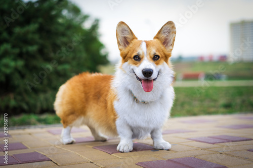 Photography Portrait  red Welsh Corgi dog outdoors in the park on a sunny summer day