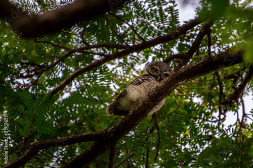 Spotted Owlet (Athene brama) living in a local park of Thailand, one of the smallest owl typically living in pair with other family members