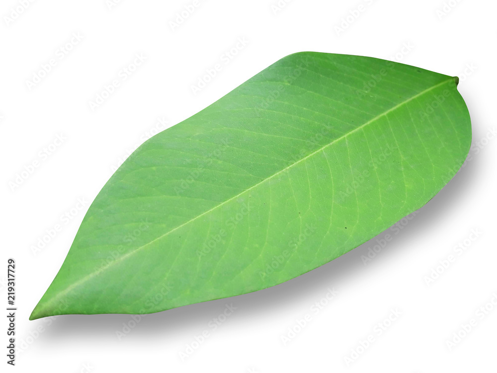 Obraz premium green leaf on white isolated background with clipping path