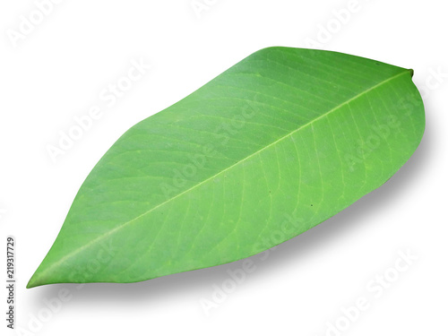 green leaf on white isolated background with clipping path