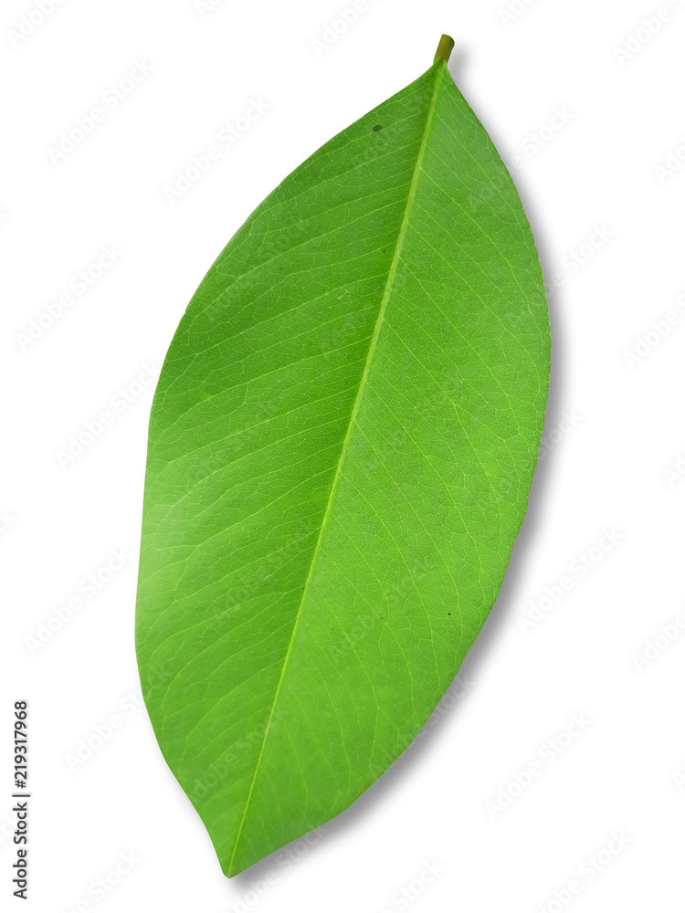 Obraz premium green leaf on white isolated background with clipping path