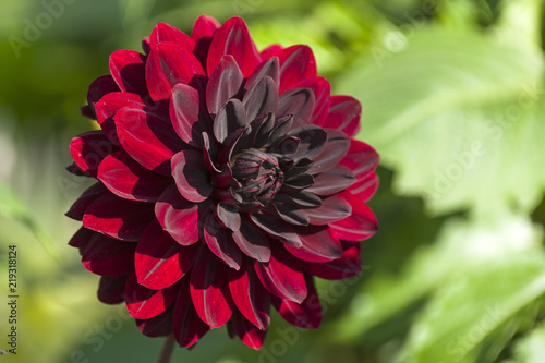 Fototapeta Naklejka Na Ścianę i Meble -  Bright burgundy dahlia against the background of green leaves.