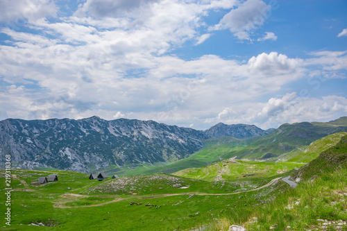 Herd of sheep grazing on a green mountain meadow.