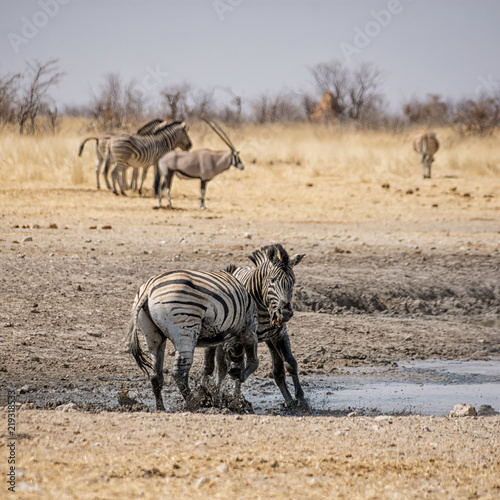 Zebra Fighting