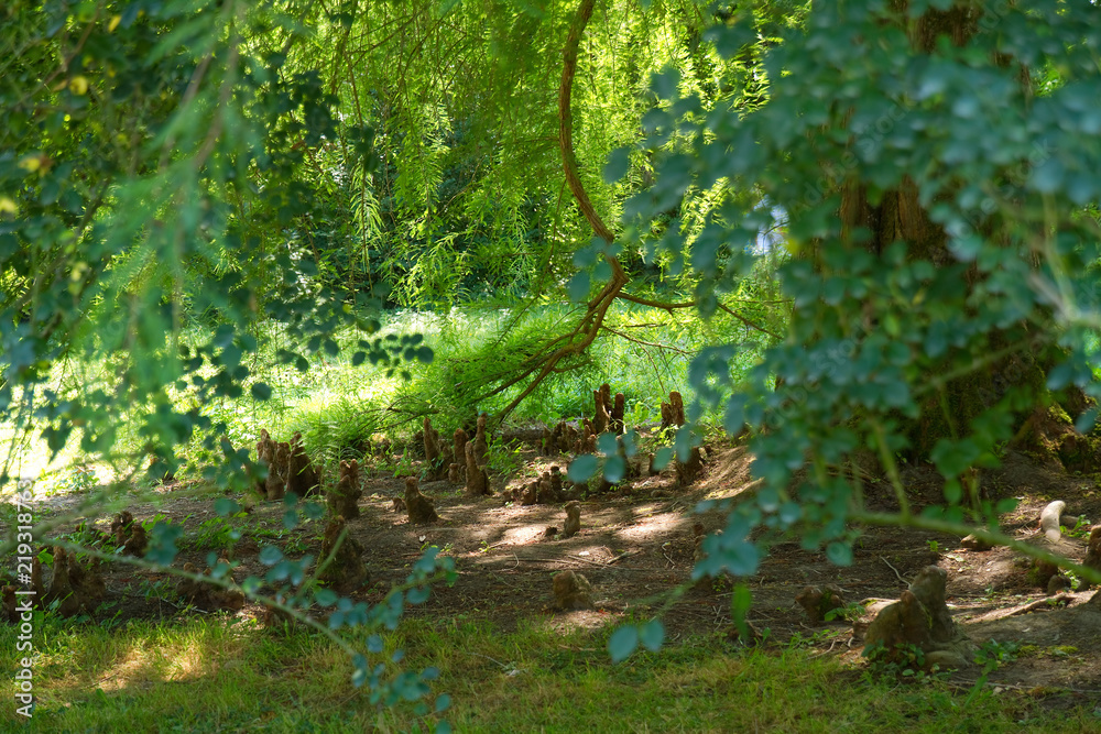 Obraz premium Pflanzen mit Atemwurzeln auf der Insel Mainau