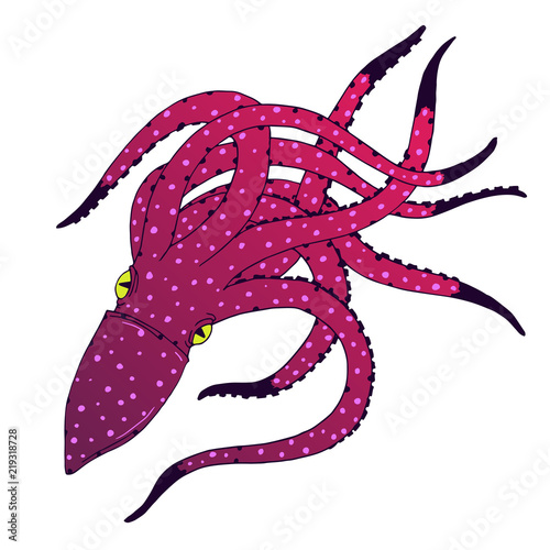 Vivivd Squid hand drawn sketch illustration. Ink outline drawing with marine animal, sea life illustration