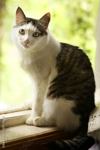 tom country male cat on wooden log house porch photo