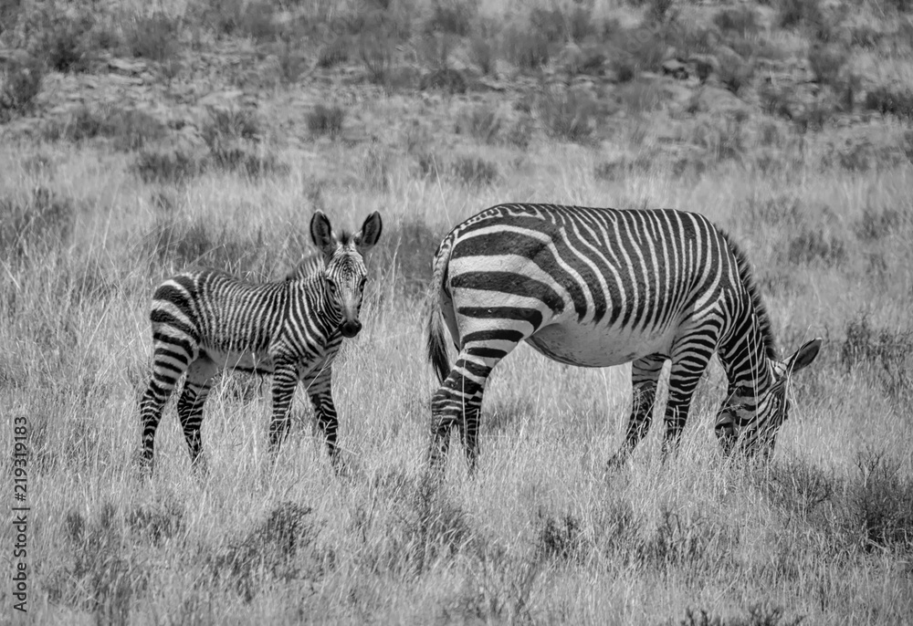 Obraz premium Zebra Mother And Foal