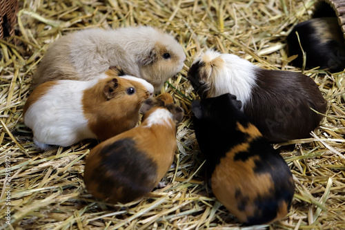 Fotografija Family of domestic guinea pig (Cavia porcellus) cavy