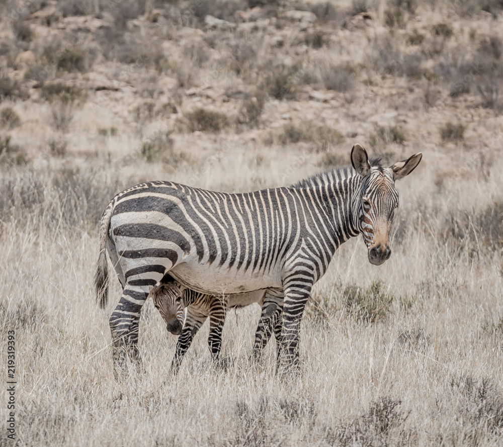 Obraz premium Zebra Mother And Foal