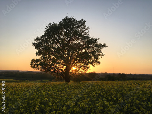sunset lone tree