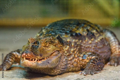 close-up portrait of a crocodile
