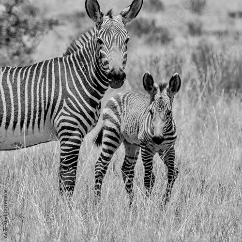 Zebra Mother And Foal