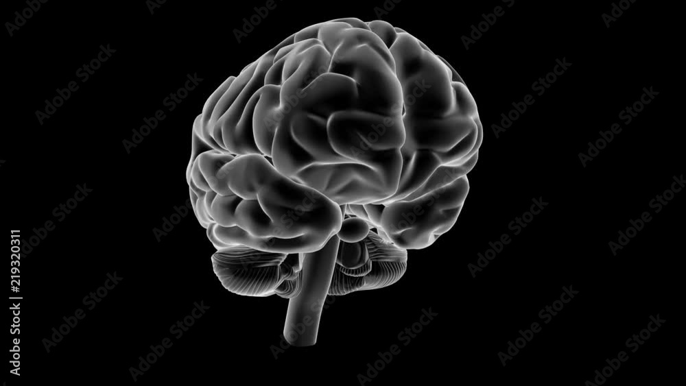 X-ray style brain, 360 rotation.

Loop of a rotating human brain rendered in x ray style shading.