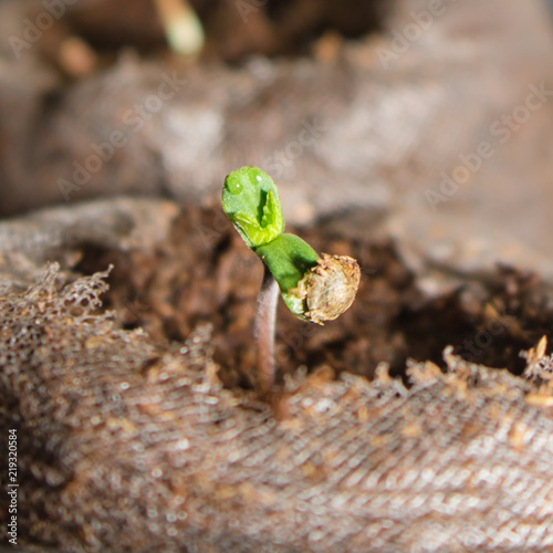 Seedling growing out of its shell