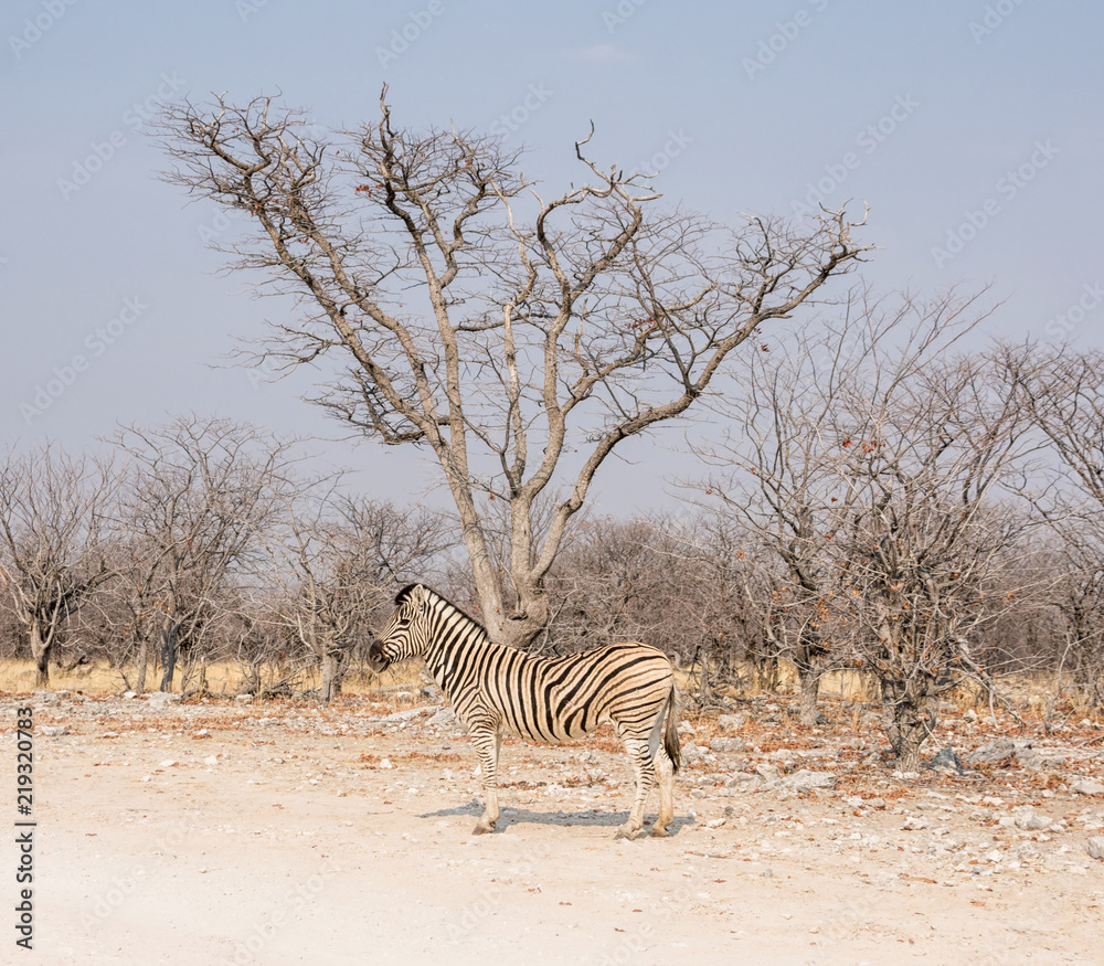 Obraz premium Zebra Portrait