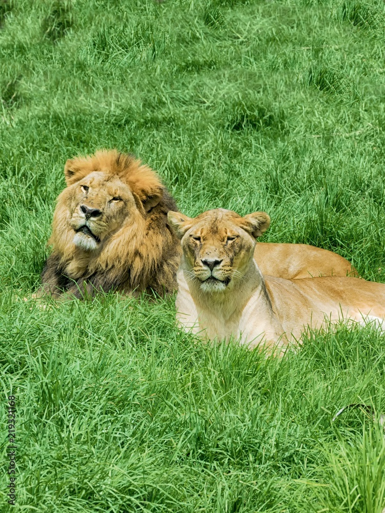 León y leona tumbados sobre el césped