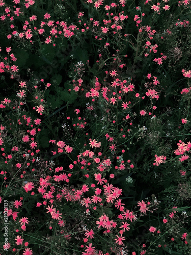 flowers background
