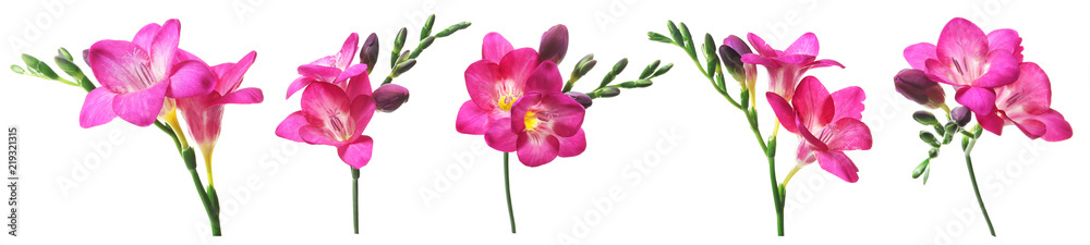 Set with Freesia flowers on white background Set with Freesia flowers on white background