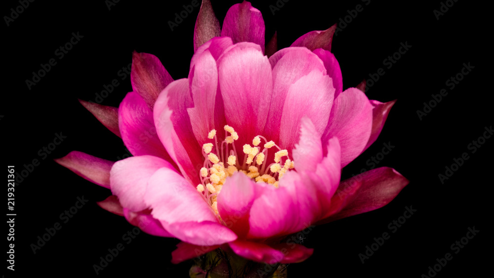 Blooming Cactus Flowers Lobivia Hybrid Pink Color