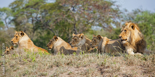 Lion family coming from Kruger into Sabi Sands Game Reserve and resting on a small hill at a watherhole in South Africa