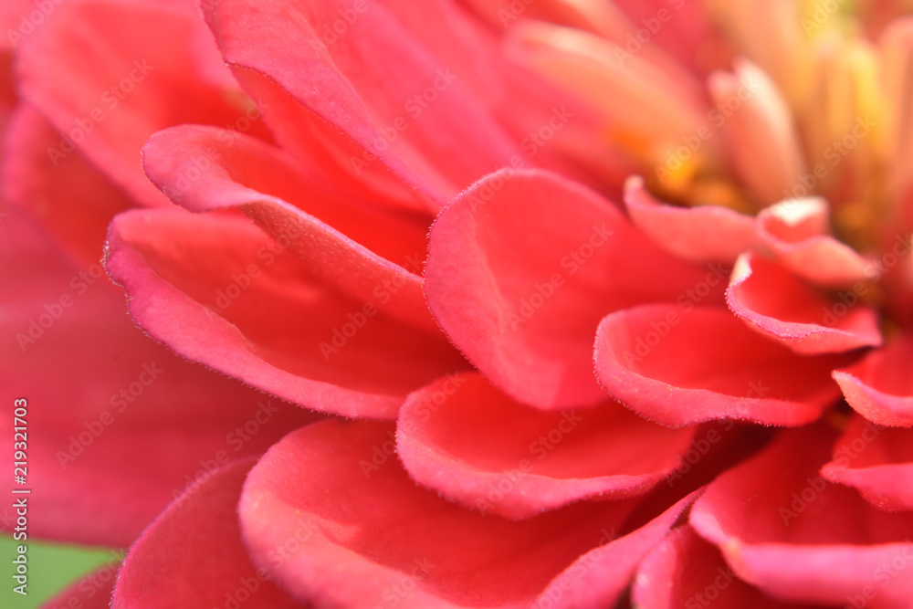 a close up of a pink zinnia