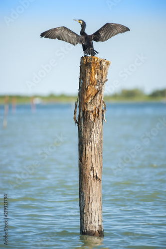 Cormorano nero su un palo ad ali spiegate photo