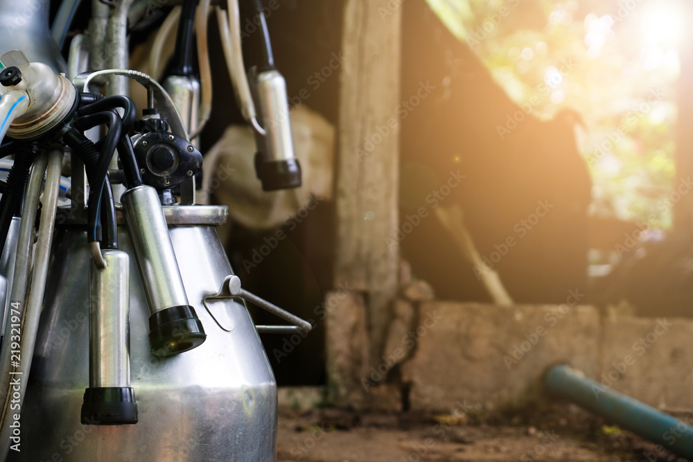 Fotografia cows milking machine
