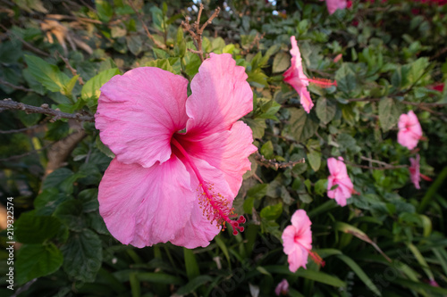 Hibisco rosa en fondo verde