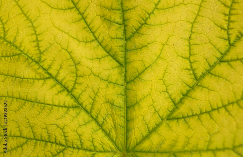 Leaf texture pattern for spring background