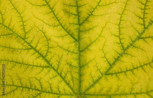 Obraz na płótnie Leaf texture pattern for spring background w salonie