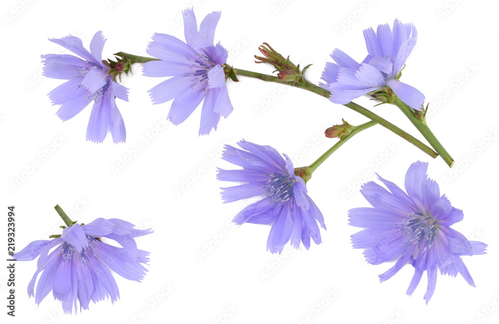 Chicory flowers isolated on white background