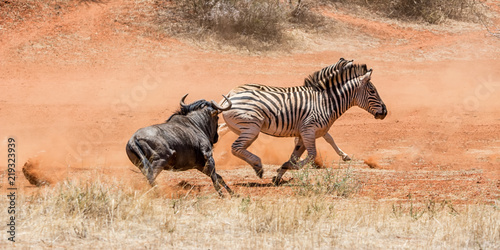 Zebra And Blue Wildebeest