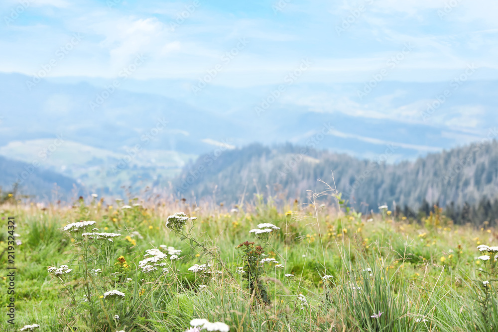 Fototapeta premium Picturesque landscape with wildflowers in meadow and mountain forest on background