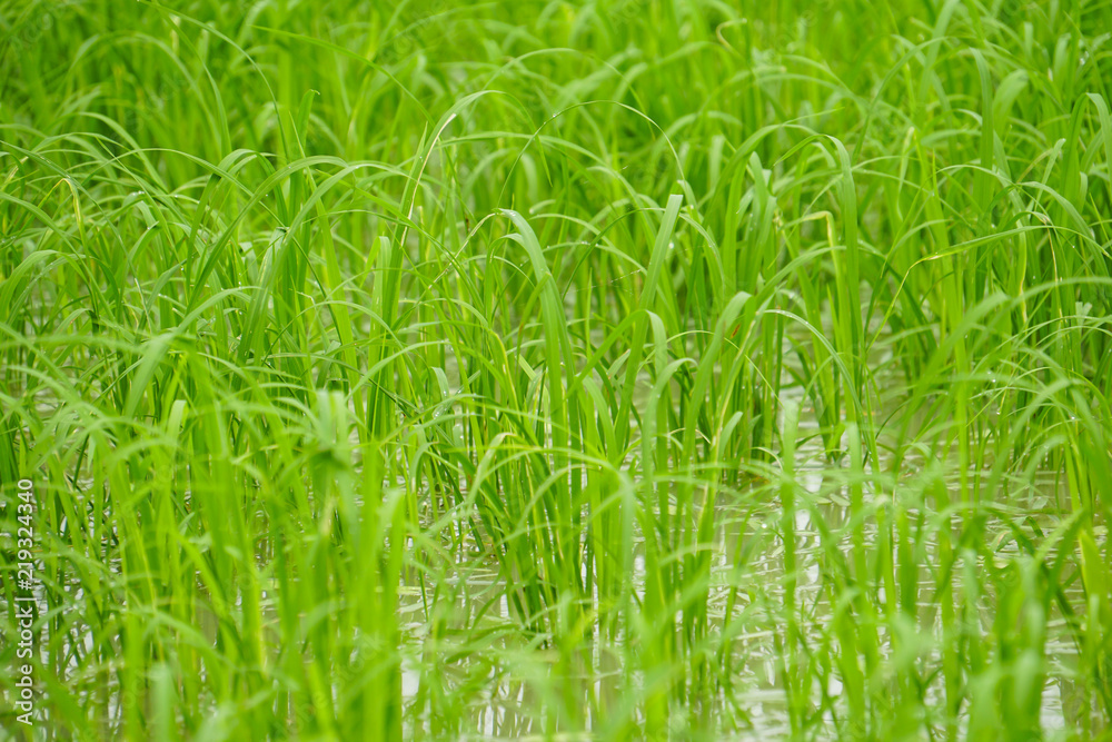 green rice field wetland green rice field wetland