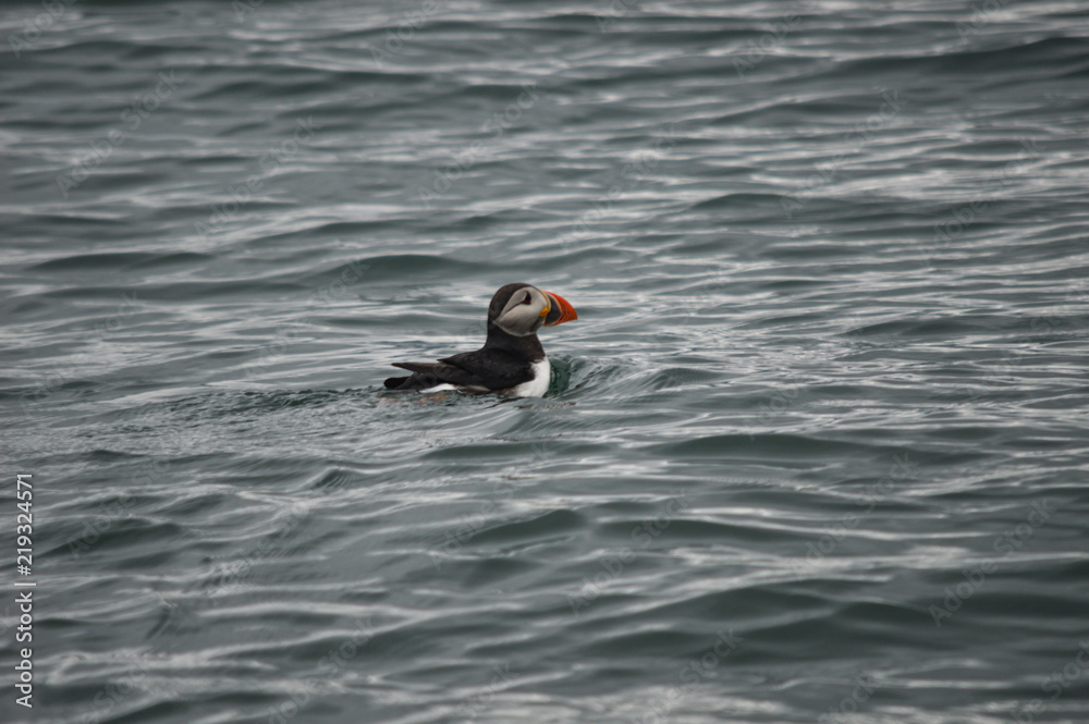 Papageientaucher schwimmt im Meer 2; Fjord, Norwegen Papageientaucher schwimmt im Meer 2; Fjord, Norwegen