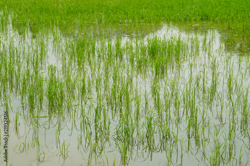 green rice field wetland