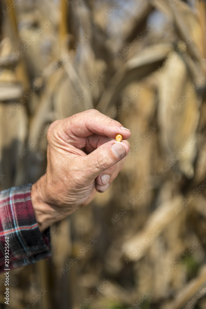 hands of a man holding a corn kernel. hands of a man holding a corn kernel.