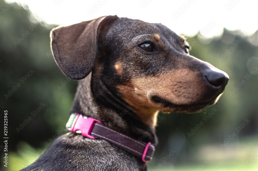 Cachorro Teckel Cachorro Teckel