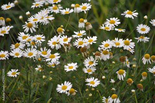 Flowers of camomile pharm photo