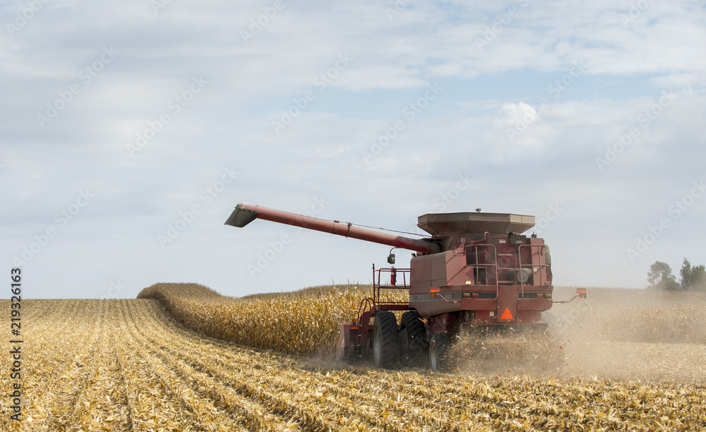 Tractor combines corn during harvest. Tractor combines corn during harvest.
