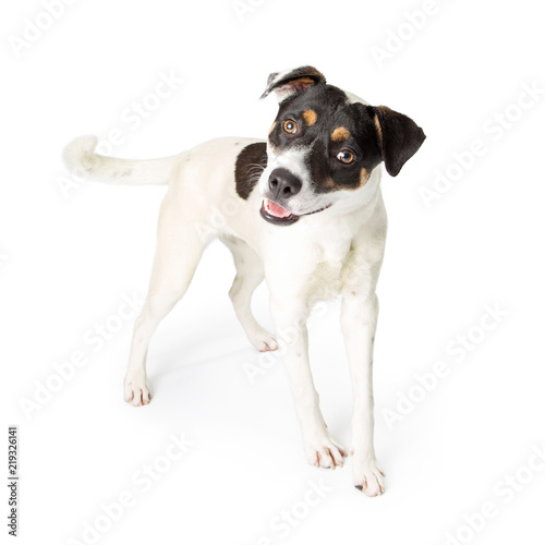 Friendly Happy Terrier Dog Tilting Head © adogslifephoto