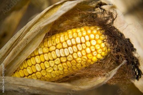 field corn close up