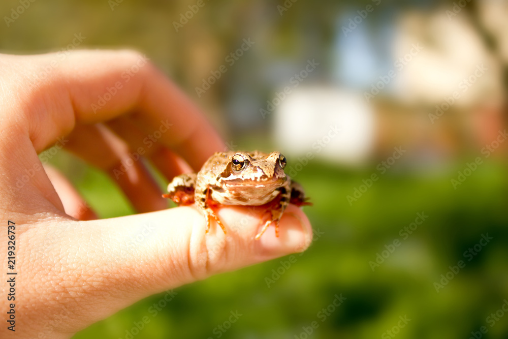 life in harmony with the wild nature - little frog in hand