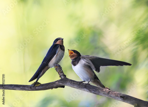 two  little hungry Chicks birds village swallows sit on the frost over a rese...
