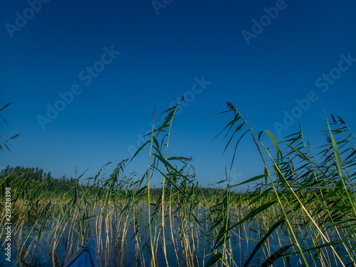 Padling through the water reeds on the Saimaa lake in the Kolovesi National Park in Finland - 2 photo