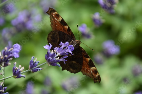 motyl 