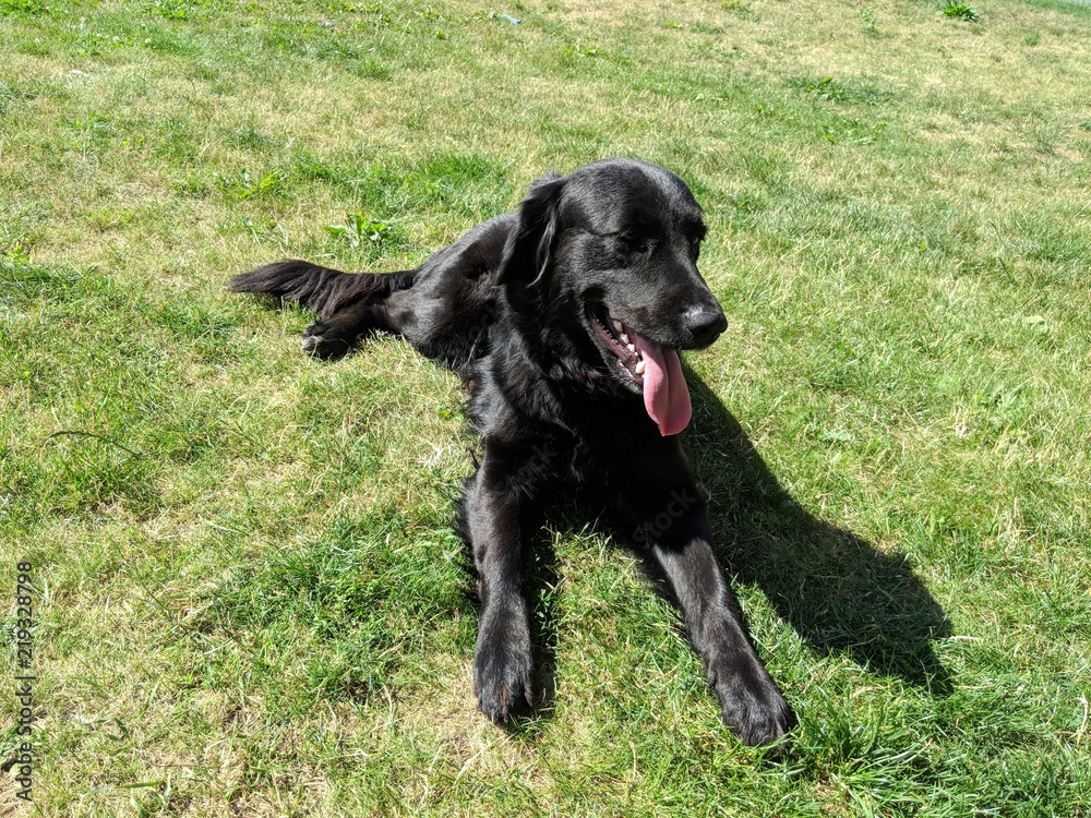 Black labrador on the grass