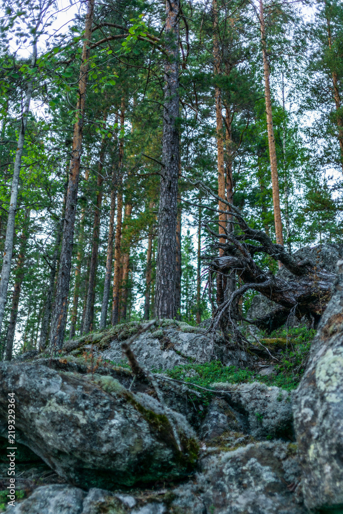 Glacier erratics covered in moss and lichens in the Kolovesi National Park in Finland among plants of blueberries - 2 Glacier erratics covered in moss and lichens in the Kolovesi National Park in Finland among plants of blueberries - 2