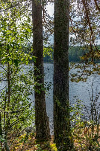 The Saimaa lake in the Kolovesi National Park in Finland seen through the trees on its shores - 4